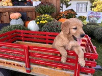 Penelope, a female Golden Retriever for sale in Fenwick, MI – Photo 2 of 6