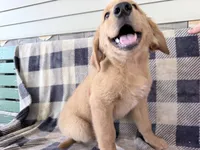 Doug , a male Golden Retriever for sale in Fenwick, MI – 2 of 8