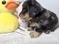 Mercy, a female Miniature Dachshund for sale in Fenwick, MI – Photo 2 of 8