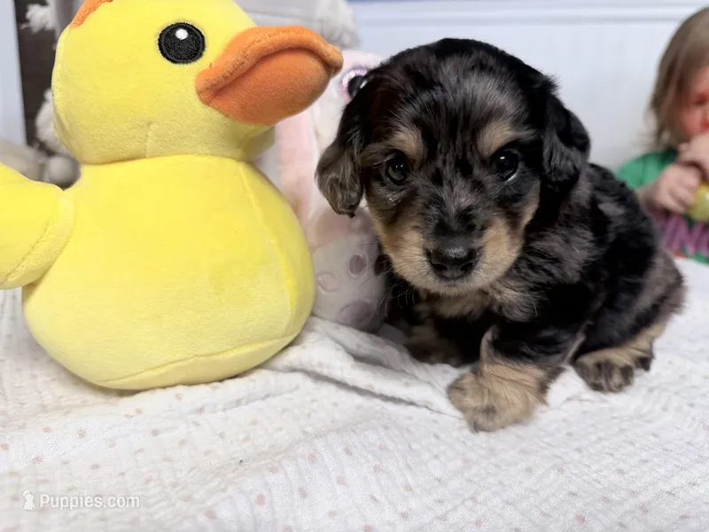 Mercy, a female Miniature Dachshund for sale in Fenwick, MI – Photo 1 of 8