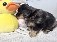 Mercy, a female Miniature Dachshund for sale in Fenwick, MI – Photo 3 of 8