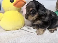 Mercy, a female Miniature Dachshund for sale in Fenwick, MI – Photo 7 of 8