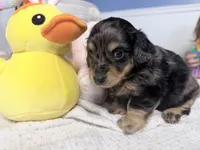 Mercy, a female Miniature Dachshund for sale in Fenwick, MI – Photo 5 of 8