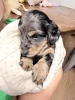 Mercy, a female Miniature Dachshund for sale in Fenwick, MI – Photo 8 of 8