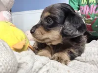 Mercy, a female Miniature Dachshund for sale in Fenwick, MI – Photo 4 of 8