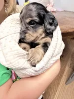 Mercy, a female Miniature Dachshund for sale in Fenwick, MI – Photo 6 of 8