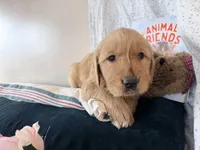 Asher, a male Golden Retriever for sale in Fenwick, MI – Photo 4 of 8