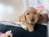 Asher, a male Golden Retriever for sale in Fenwick, MI – Photo 3 of 8