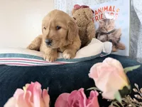 Asher, a male Golden Retriever for sale in Fenwick, MI – Photo 1 of 8