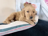 Asher, a male Golden Retriever for sale in Fenwick, MI – Photo 5 of 8