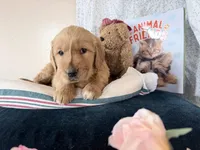 Asher, a male Golden Retriever for sale in Fenwick, MI – Photo 6 of 8