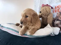 Asher, a male Golden Retriever for sale in Fenwick, MI – Photo 8 of 8