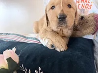 Asher, a male Golden Retriever for sale in Fenwick, MI – Photo 7 of 8