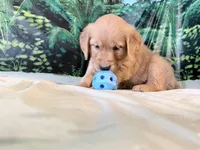 Cassie, a female Golden Retriever for sale in Fenwick, MI – 5 of 7