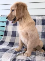 Daisy, a female Golden Retriever for sale in Fenwick, MI – 6 of 8