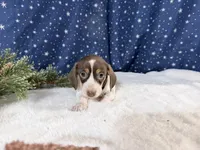 Angie, a female Miniature Dachshund for sale in Fenwick, MI – Photo 7 of 7