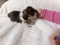 Angie, a female Miniature Dachshund for sale in Fenwick, MI – Photo 3 of 7