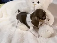 Angie, a female Miniature Dachshund for sale in Fenwick, MI – Photo 1 of 7