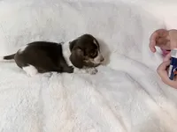 Angie, a female Miniature Dachshund for sale in Fenwick, MI – Photo 2 of 7