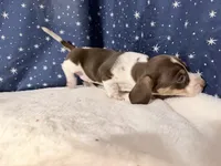 Angie, a female Miniature Dachshund for sale in Fenwick, MI – Photo 5 of 7