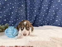 Angie, a female Miniature Dachshund for sale in Fenwick, MI – Photo 6 of 7