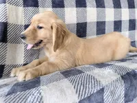 Donna, a female Golden Retriever for sale in Fenwick, MI – 3 of 8