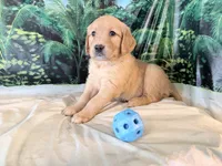 Cassie, a female Golden Retriever for sale in Fenwick, MI – 1 of 7