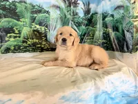 Chip, a male Golden Retriever for sale in Fenwick, MI – 5 of 7