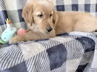 Duke, a male Golden Retriever for sale in Fenwick, MI – 6 of 8
