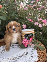 Oliver, a male Cavalier King Charles Spaniel for sale in Fenwick, MI – Photo 5 of 7