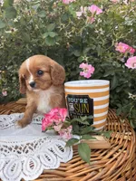 Oliver, a male Cavalier King Charles Spaniel for sale in Fenwick, MI – Photo 7 of 7