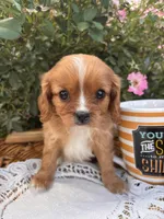 Oliver, a male Cavalier King Charles Spaniel for sale in Fenwick, MI – Photo 2 of 7