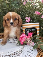 Oliver, a male Cavalier King Charles Spaniel for sale in Fenwick, MI – Photo 3 of 7