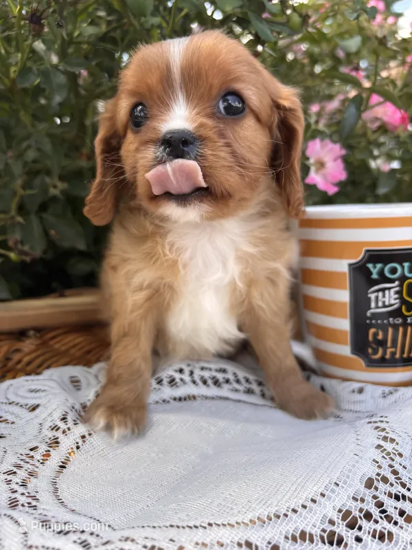 Oliver, a male Cavalier King Charles Spaniel for sale in Fenwick, MI – Photo 1 of 7