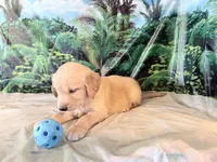 Cade, a male Golden Retriever for sale in Fenwick, MI – 5 of 8
