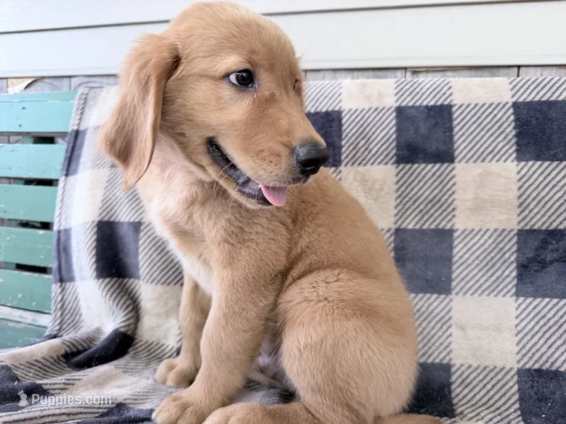 Doug  – Golden Retriever puppy for sale in Fenwick, MI
