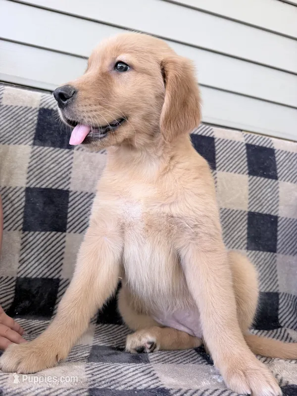 Destiny – Golden Retriever puppy for sale in Fenwick, MI