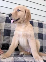 Destiny, a female Golden Retriever for sale in Fenwick, MI – 1 of 8