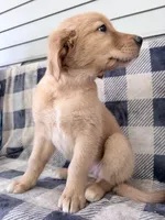 Destiny, a female Golden Retriever for sale in Fenwick, MI – 3 of 8