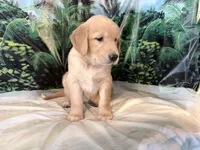 Carmen, a female Golden Retriever for sale in Fenwick, MI – 1 of 8