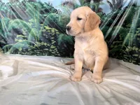 Carmen, a female Golden Retriever for sale in Fenwick, MI – 5 of 8