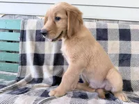 Doug , a male Golden Retriever for sale in Fenwick, MI – 8 of 8