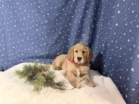 Ruby, a female Golden Retriever for sale in Fenwick, MI – Photo 6 of 8