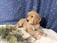 Ruby, a female Golden Retriever for sale in Fenwick, MI – Photo 1 of 8