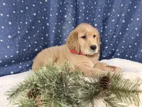 Ruby, a female Golden Retriever for sale in Fenwick, MI – Photo 8 of 8