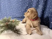 Ruby, a female Golden Retriever for sale in Fenwick, MI – Photo 4 of 8