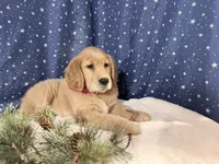 Ruby, a female Golden Retriever for sale in Fenwick, MI – Photo 5 of 8
