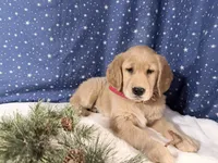 Ruby, a female Golden Retriever for sale in Fenwick, MI – Photo 2 of 8