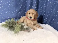 Ruby, a female Golden Retriever for sale in Fenwick, MI – Photo 3 of 8