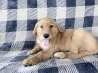 Donna, a female Golden Retriever for sale in Fenwick, MI – 8 of 8